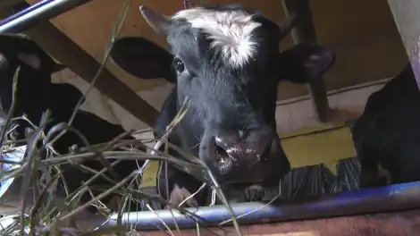 В Татарстане ввели частичный временный запрет на ввоз парнокопытных животных - телеканал НТР 24