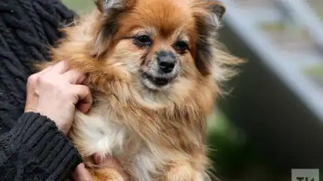 В Татарстане планируют ограничить число домашних животных в квартирах - телеканал НТР 24