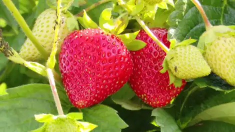 Сделай это сразу после схода снега — и клубника завалит ягодами - телеканал НТР 24