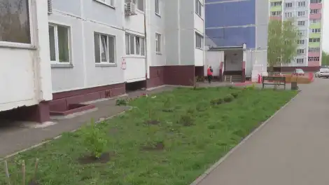 Юрист предупредил о штрафе за разведение огорода во дворе многоэтажки - телеканал НТР 24