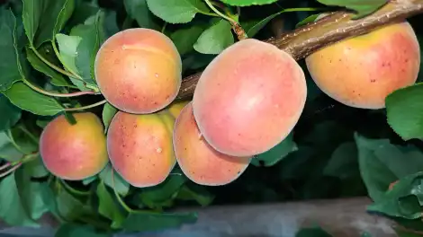 Что сделать с абрикосами в марте в средней полосе России: полный уход за деревом весной - телеканал НТР 24