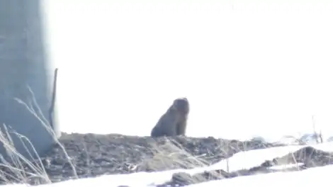 В Татарстане после зимней спячки проснулись сурки - телеканал НТР 24