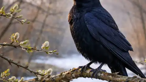В Татарстане появились первые грачи - телеканал НТР 24