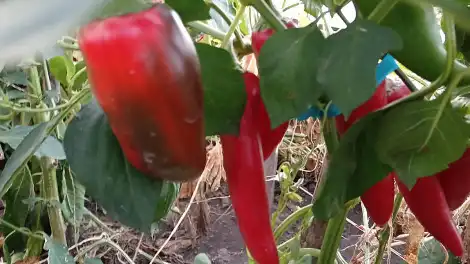 Когда рассаживать сладкий (болгарский) перец на рассаду — сроки пикировки и правила пересадки - телеканал НТР 24