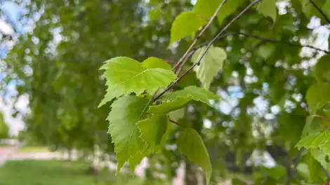 Аллерголог рассказала, когда в Татарстане зацветет берёза - телеканал НТР 24