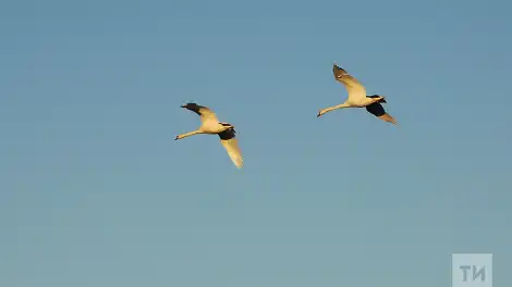 В Татарстан начали массово возвращаться перелетные птицы - телеканал НТР 24