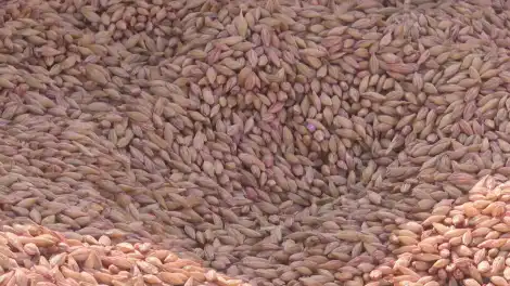 В Татарстане стартует масштабный госмониторинг качества урожая пшеницы 2026 года - телеканал НТР 24