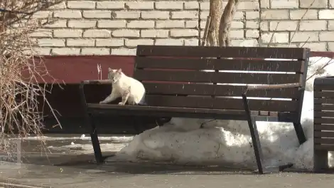 Потепление до +13 градусов ожидается в Татарстане - телеканал НТР 24