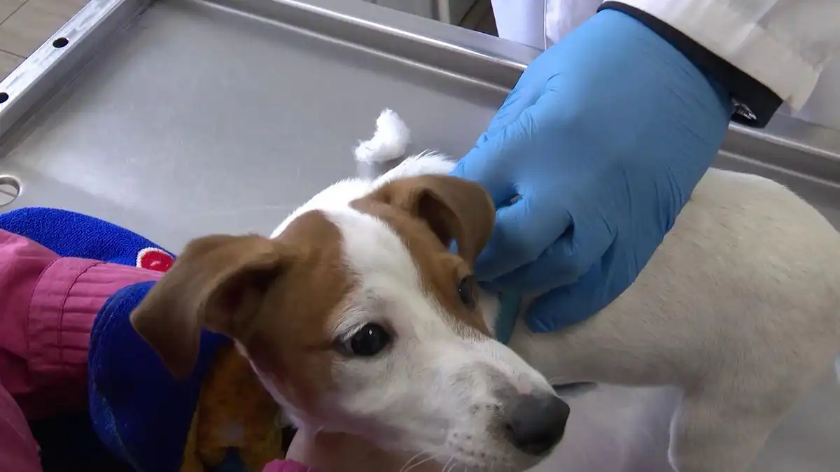 Собака в ветеринарной клинике