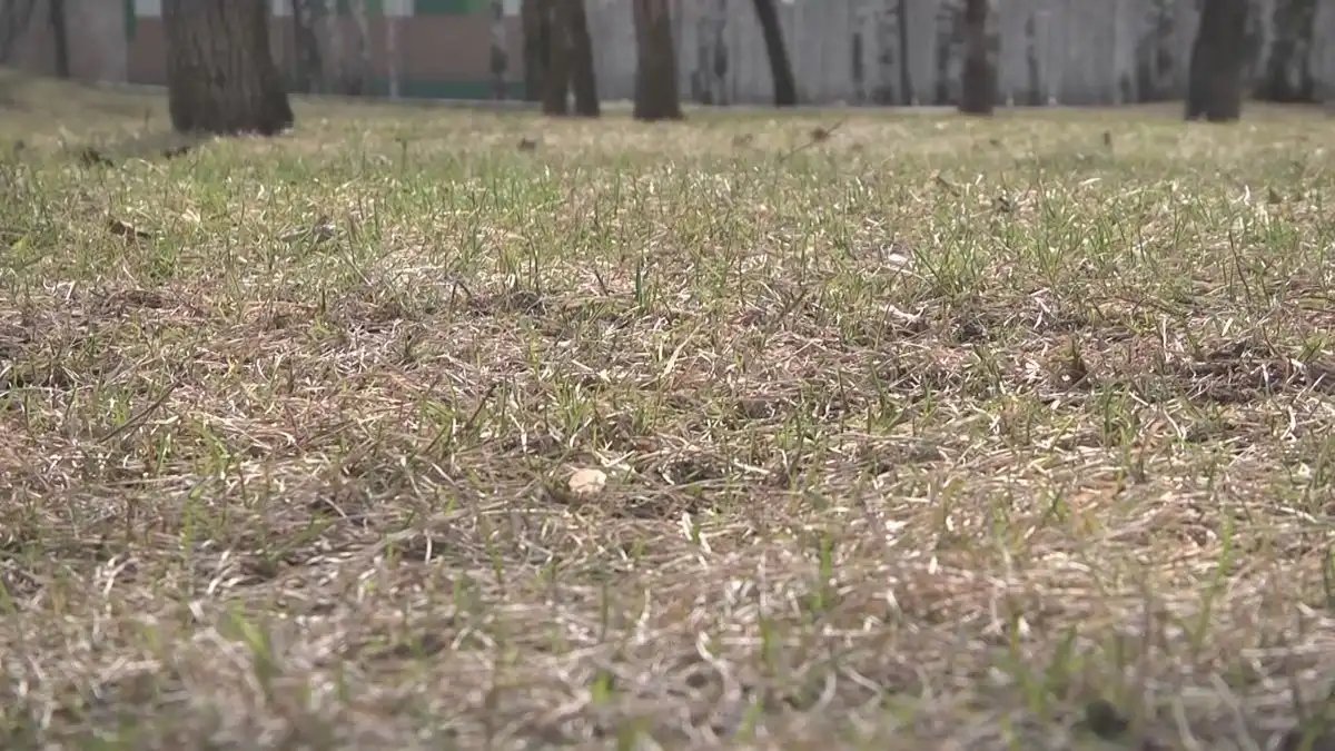 весенняя трава