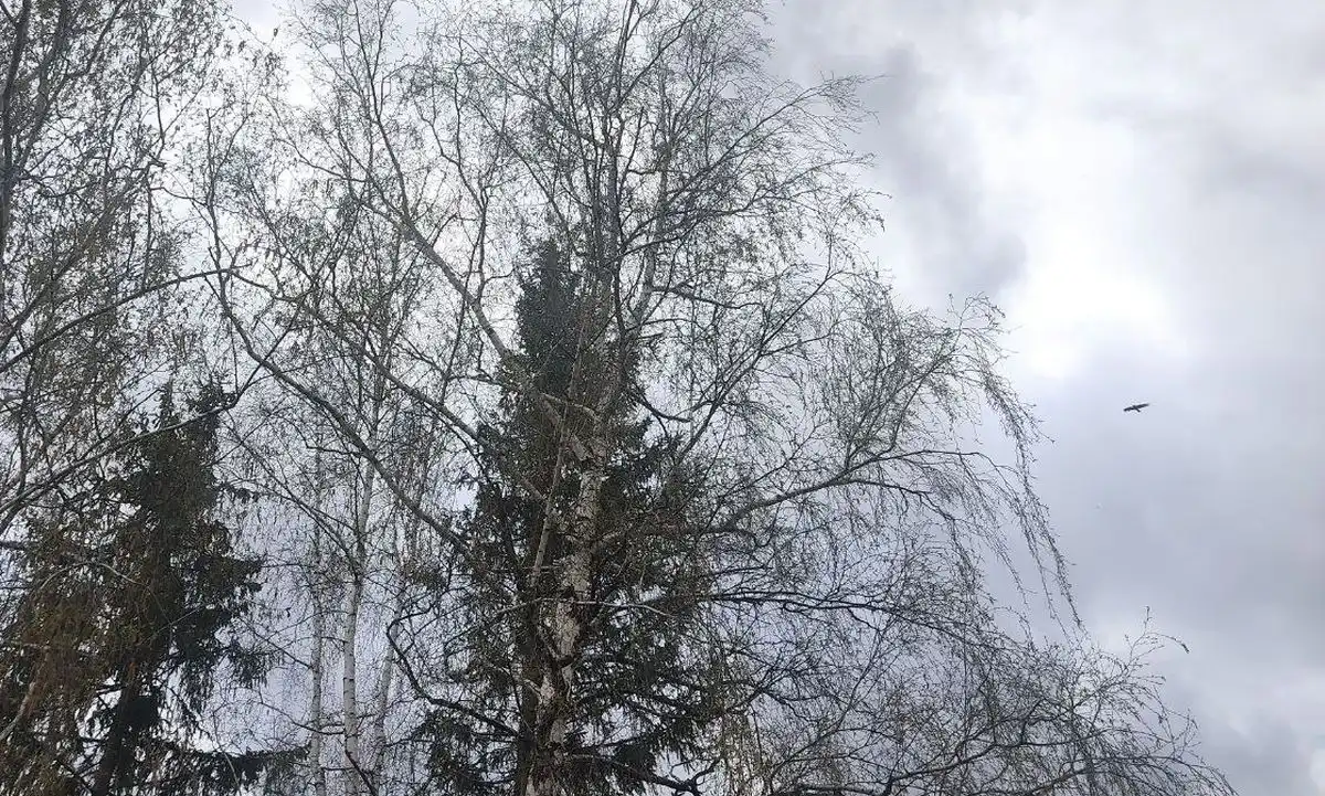 деревья сильный ветер в Нижнекамске