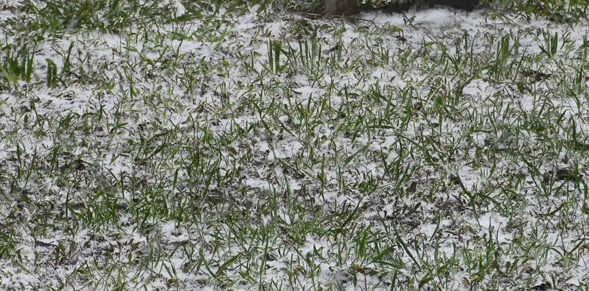 снег на зеленой траве