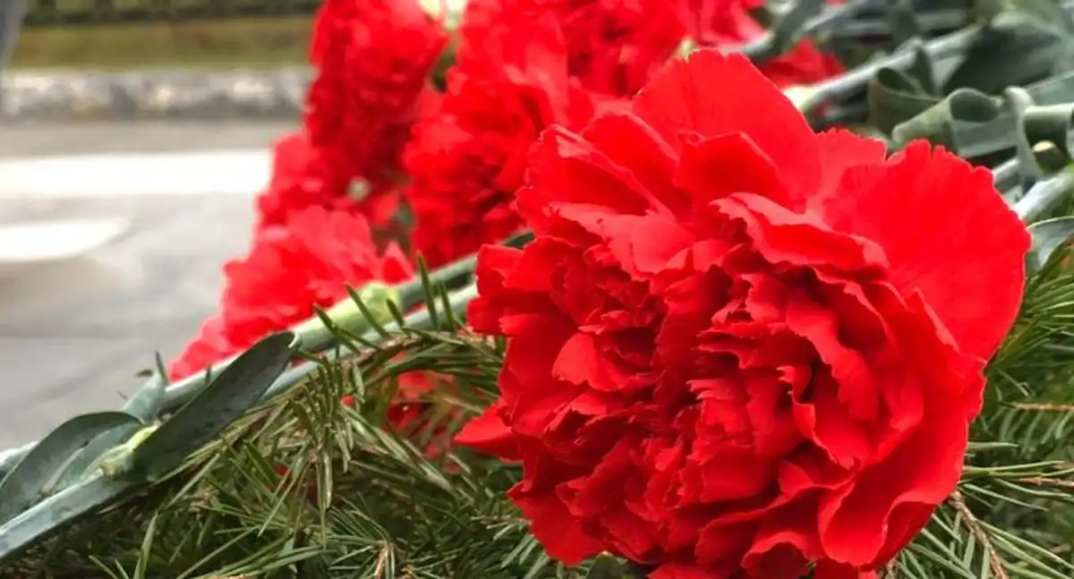 красная гвоздика