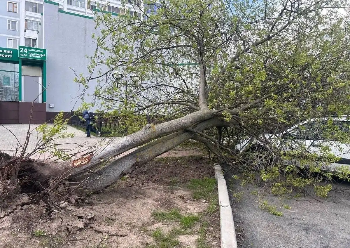 Упавшее дерево в результате сильного ветра 27 апреля в Нижнекамске
