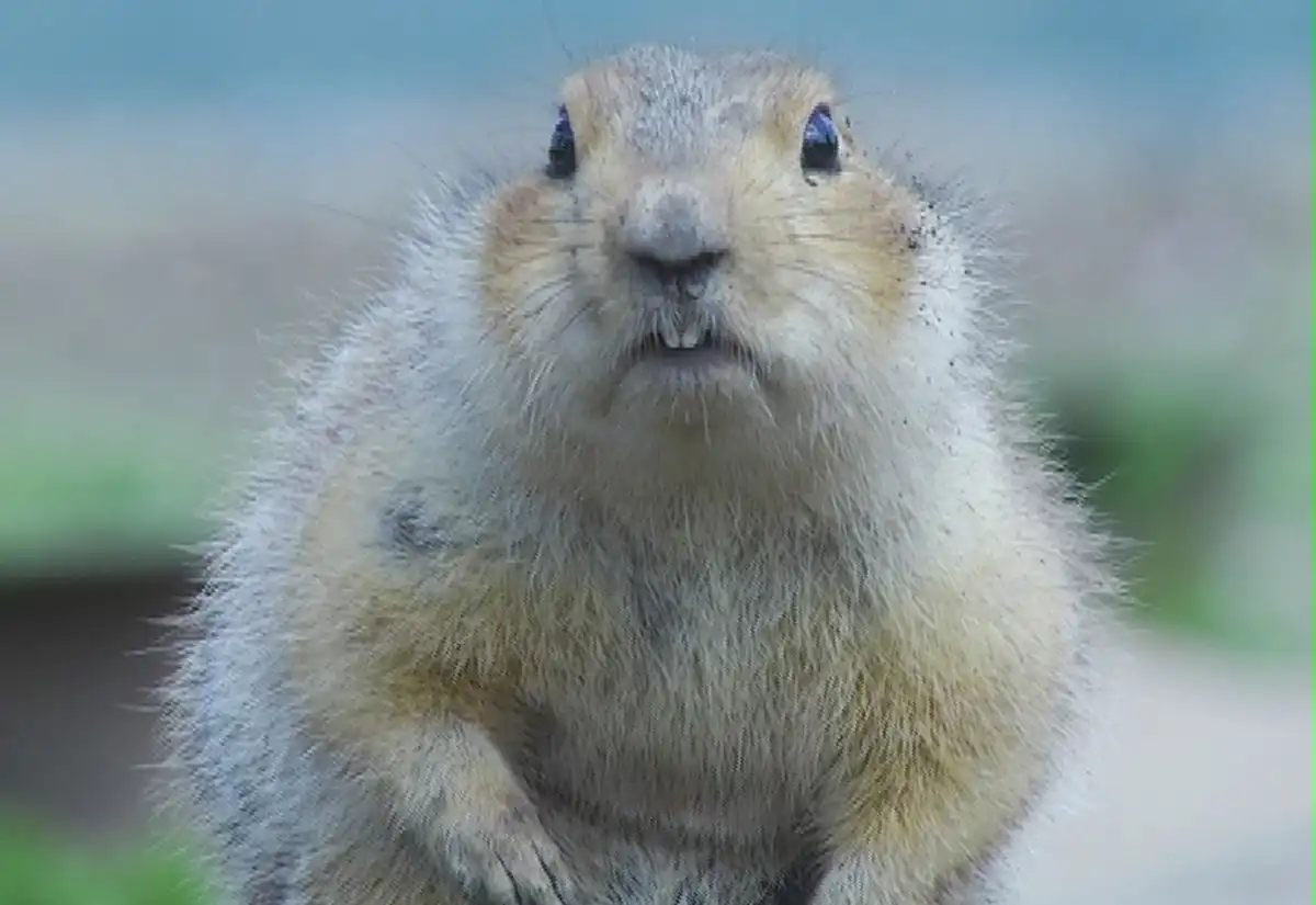 Суслик после зимней спячки