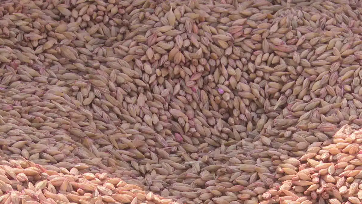 зерно пшеница