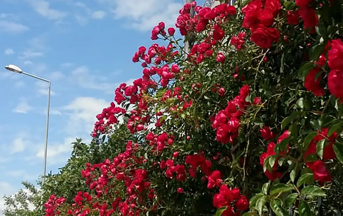 плетистая красная роза