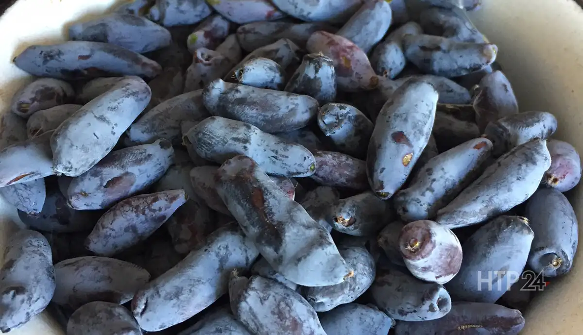 Свежие ягоды жимолости в блюде крупным планом после сбора урожая