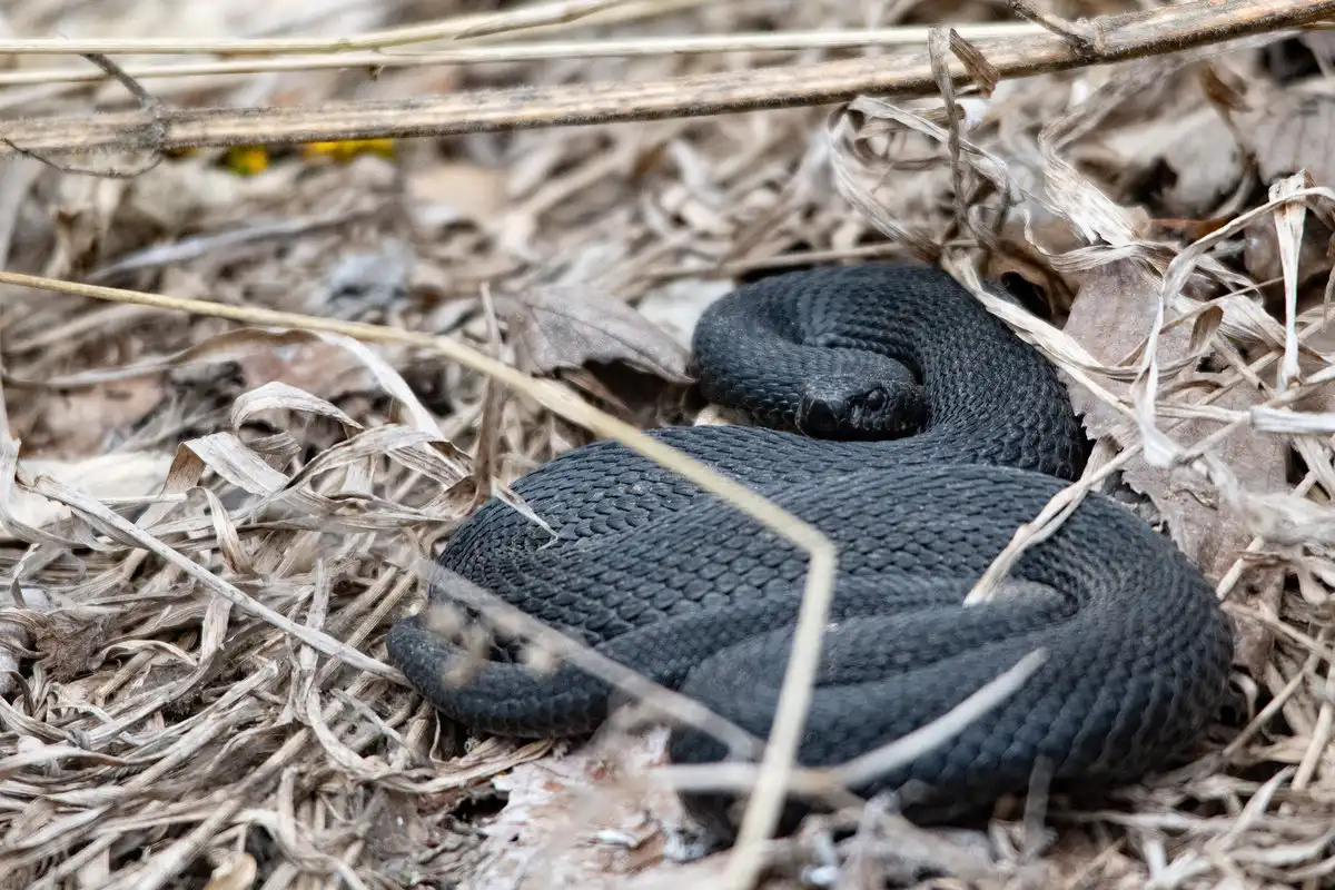Черная змея лежит в сухой траве