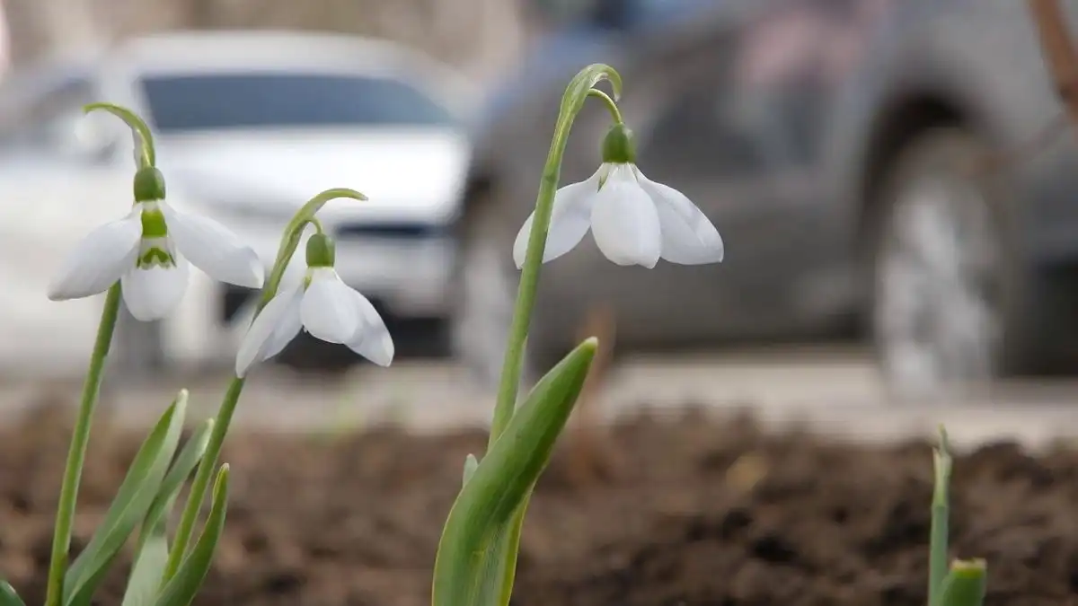 подснежник