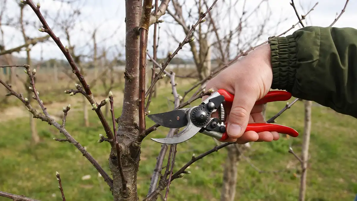 Весенняя обрезка яблони секатором до распускания почек