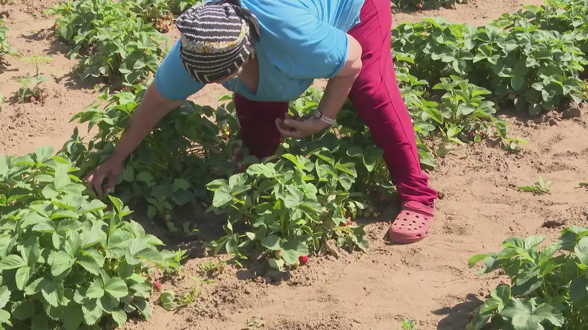 Пенсионерка полит грядки