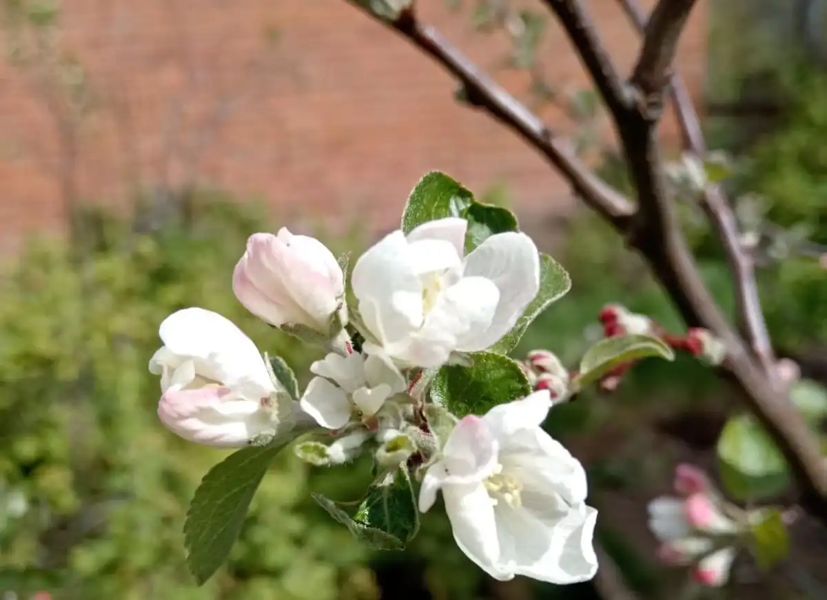 яблоня цветет
