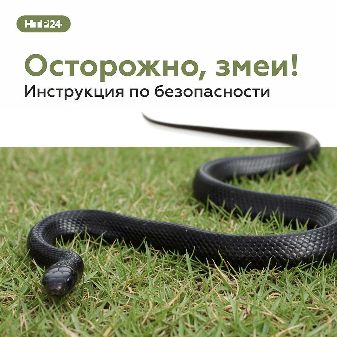 Осторожно, змеи - инструкция по безопасности