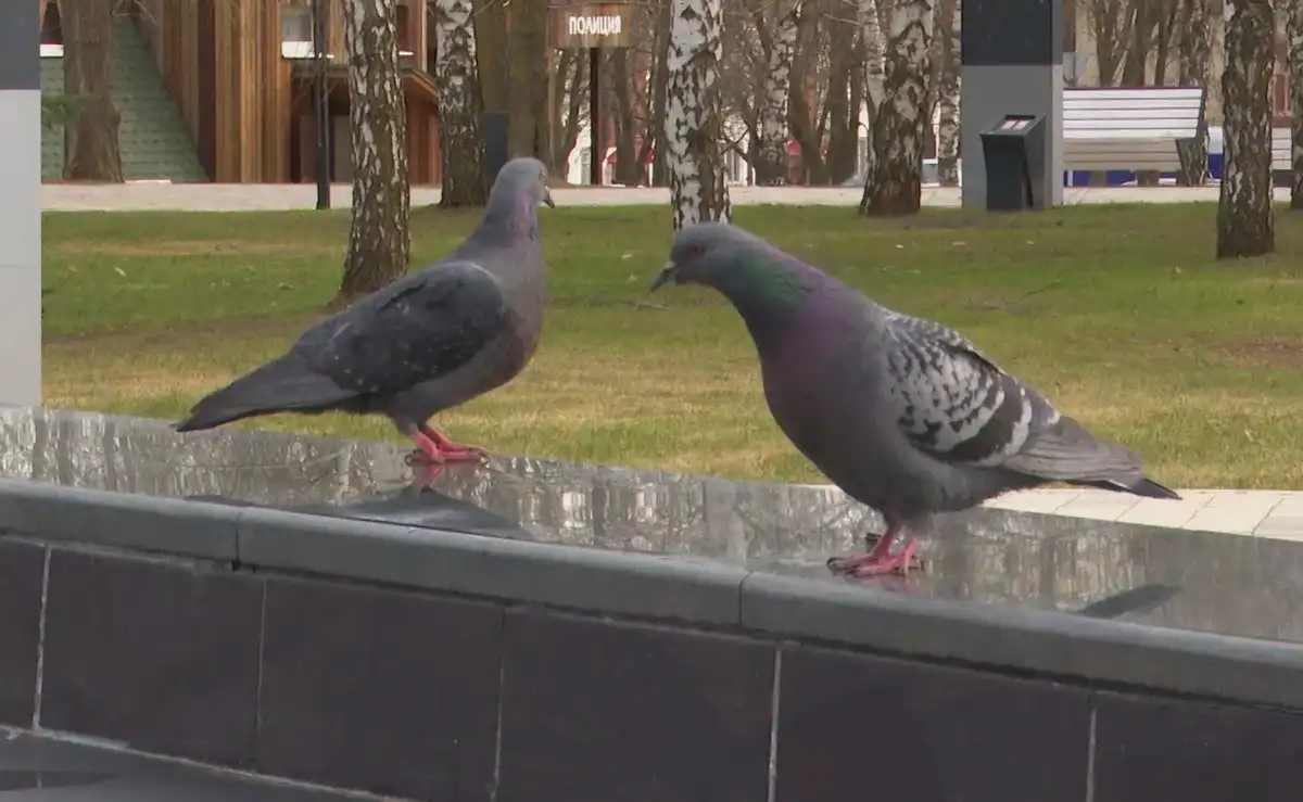 Голуби сидят на фонтане