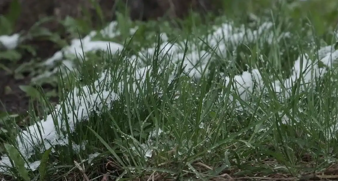 Снег весной на траве