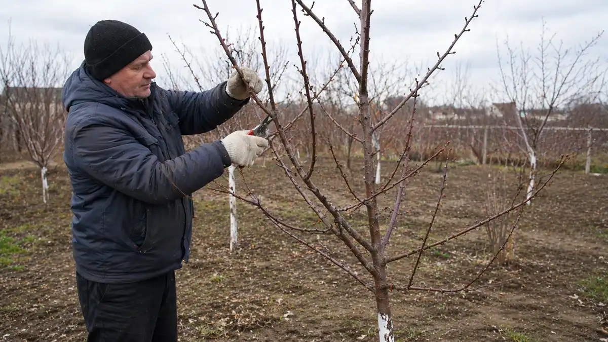 Мужчина обрезает яблоню секатором весной до распускания почек