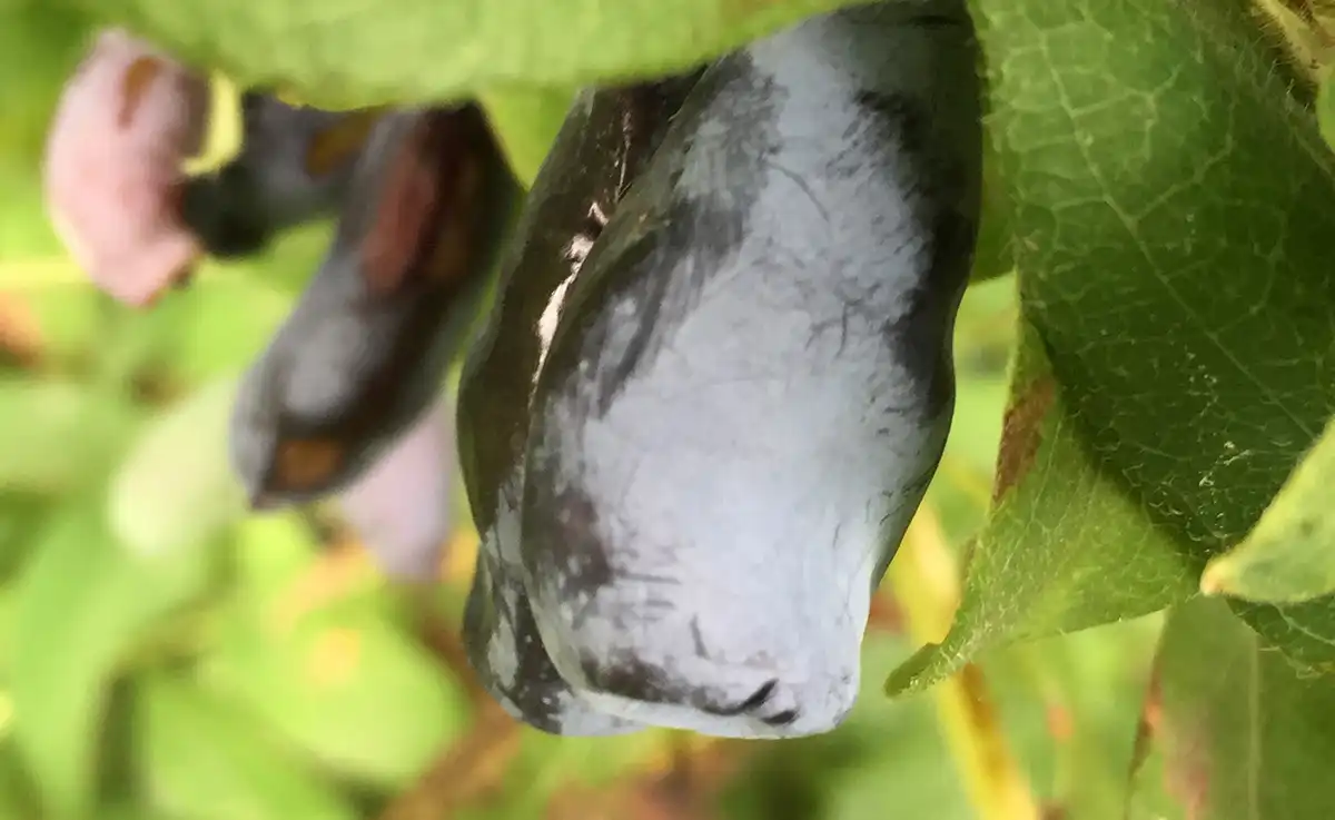 Куст жимолости с синими ягодами ранним летом в саду