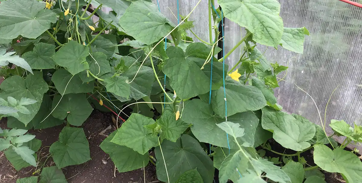 Посадка огурцов в теплице: правильно пересаженная рассада на грядке