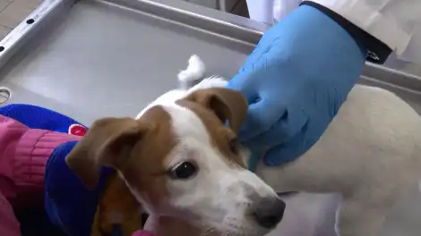 В Нижнекамске закрылась ветклиника «Айболит» - телеканал НТР 24