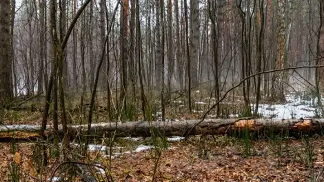 Пожароопасный сезон в лесах Татарстана начнется 15 апреля - телеканал НТР 24