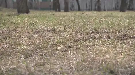 В Татарстане зафиксировано 35 укусов клещей - телеканал НТР 24