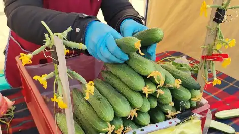 В Нижнекамске продолжаются весенние ярмарки - телеканал НТР 24
