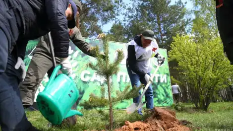 25 апреля в Татарстане начнётся высадка деревьев в рамках акции «Сад памяти» - телеканал НТР 24