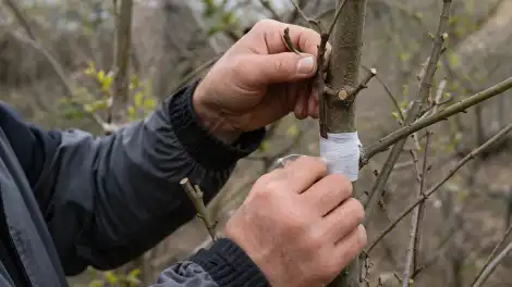Прививка плодовых деревьев по лунному календарю: когда Луна помогает, а когда мешает - телеканал НТР 24