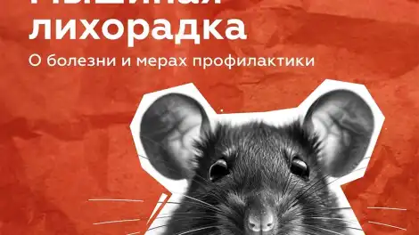 Мышиная лихорадка - о болезни и мерах профилактики