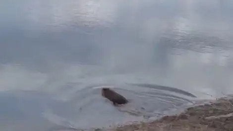 В Татарстане спасли бобра, который забежал в подвал из-за бродячей собаки - телеканал НТР 24