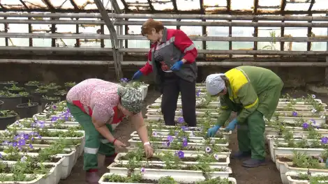Нижнекамские цветоводы готовятся украсить город тысячами цветов - телеканал НТР 24