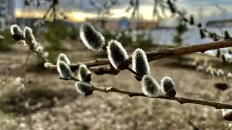О погоде на Вербное воскресенье в Татарстане рассказали синоптики - телеканал НТР 24