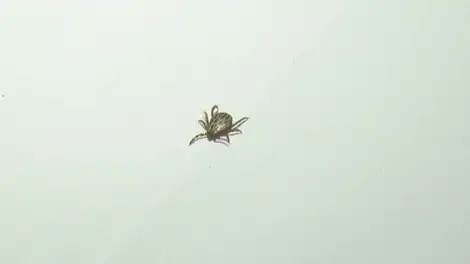 В Нижнекамске количество пострадавших от клещей выросло до 9 человек - телеканал НТР 24