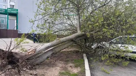 В Нижнекамске из-за сильного ветра упали деревья - телеканал НТР 24