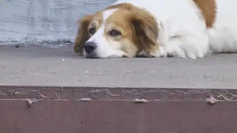 Бездомная светло-рыжая собака