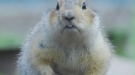 В Татарстане вышли из спячки суслики - телеканал НТР 24