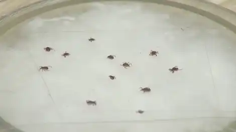 Роспотребнадзор Татарстана запустил «горячую линию» по клещам - телеканал НТР 24