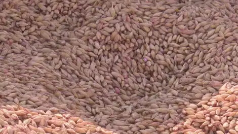 Биотехнологический хаб появится в Нижнекамском районе к 2029 году - телеканал НТР 24