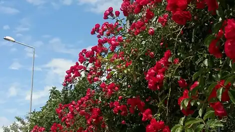 Когда весной убирать укрытие с роз: сроки, погода и важные правила - телеканал НТР 24